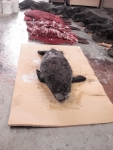 Mitarbeit bei f. Chris Creatures Ltd., Der Seewolf (2008)